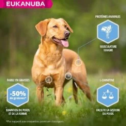 Eukanuba Chien Daily Care Adult Overweight Grande Race Poulet 2.3 Kg -Animal Compagnie Fournitures Magasin eukanuba daily care weight control large breed