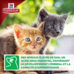 Hill's Science Plan Hill's Science Plan Feline Kitten Poulet 3 Kg -Animal Compagnie Fournitures Magasin hill s science plan kitten poulet 3 kg5