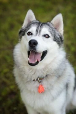 Tickless Pet Orange à Pile 5 Tickless Pet Orange à Pile -Animal Compagnie Fournitures Magasin tickless pet orange pile3 1